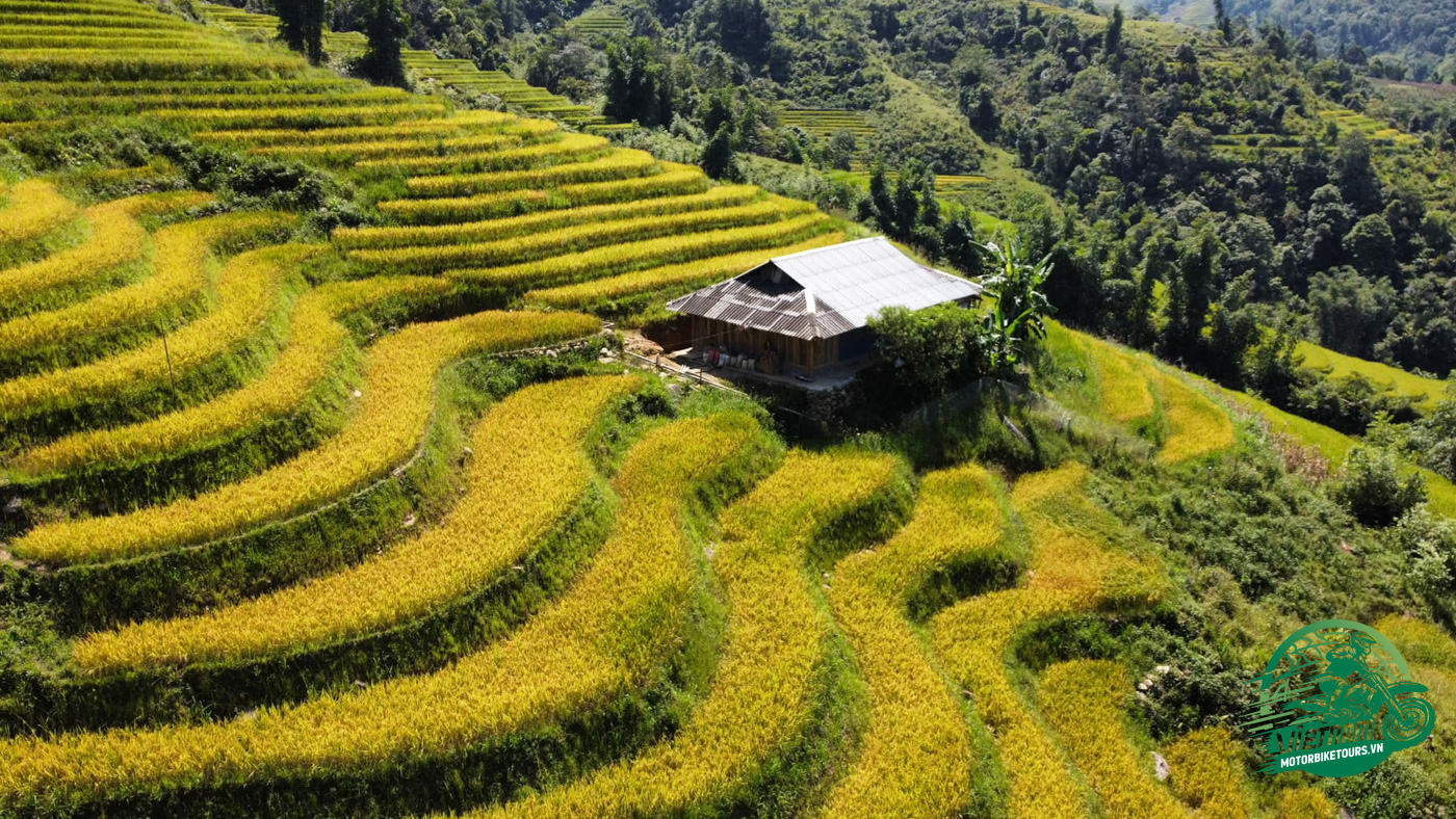 Mu Cang Chai Rice Season 