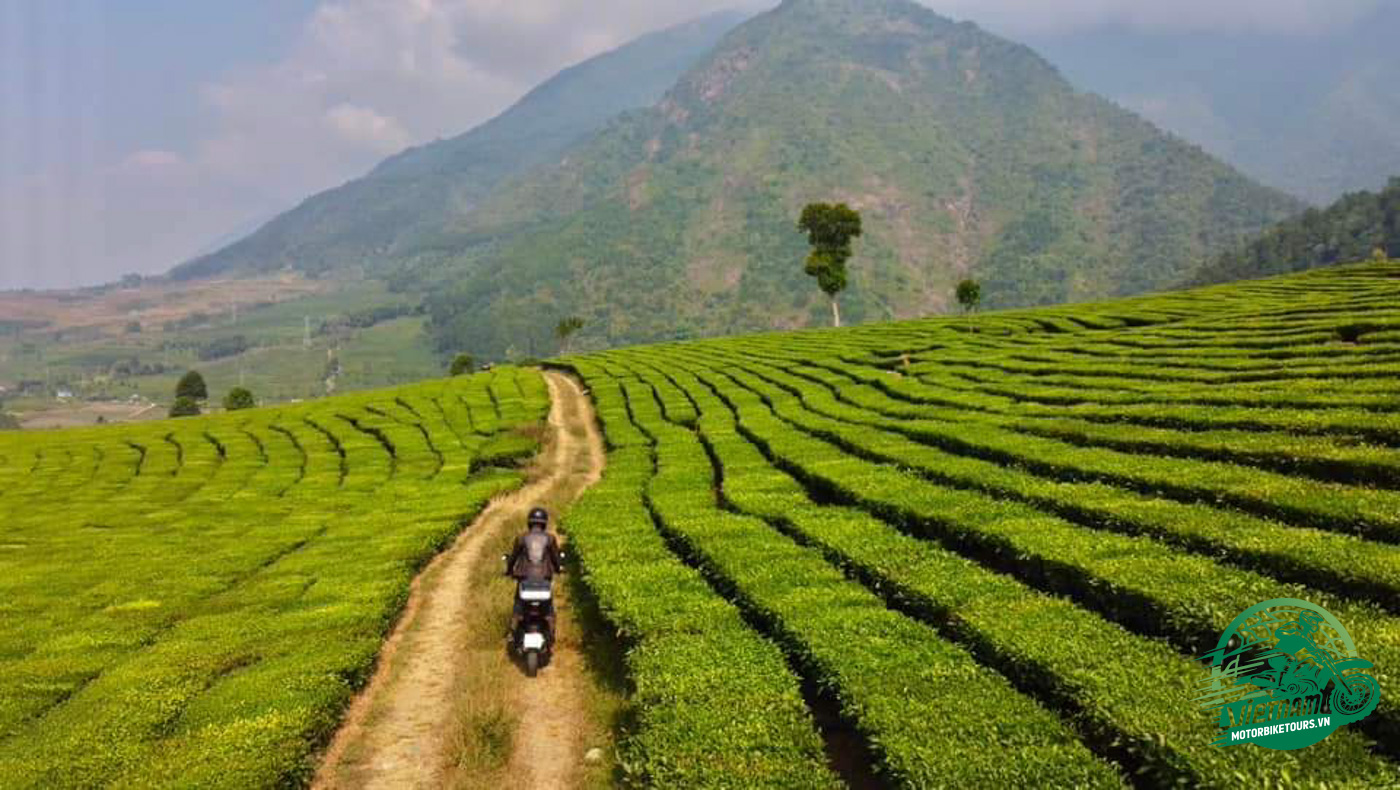  A MOTORCYCLE TOUR THROUGH VIETNAM'S TEA COUNTRY